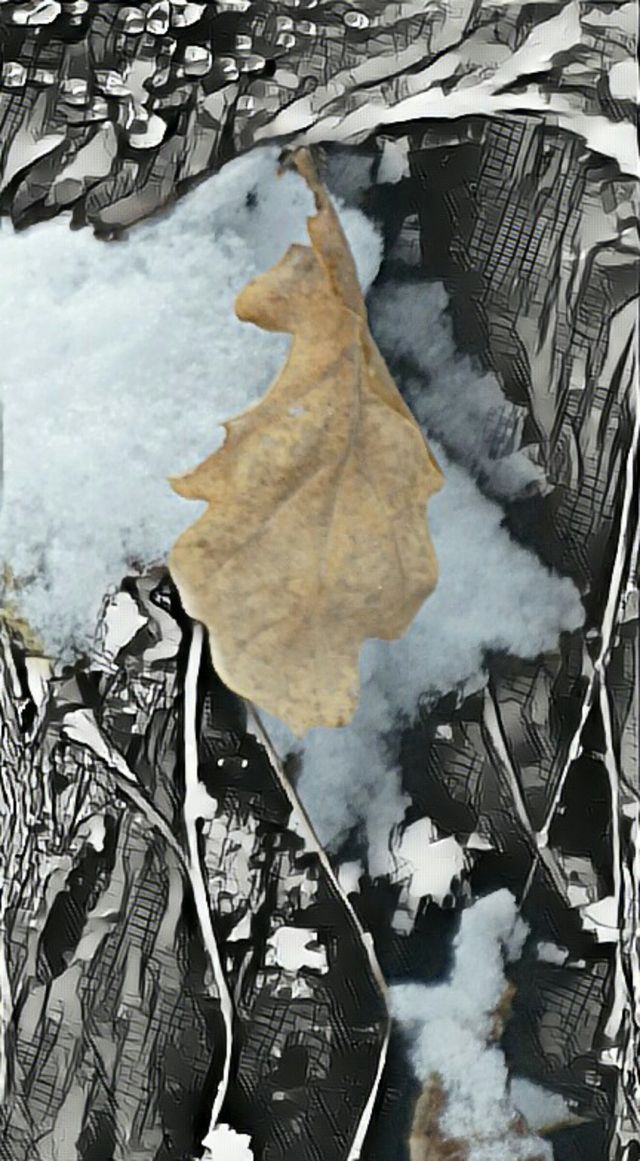 leaves