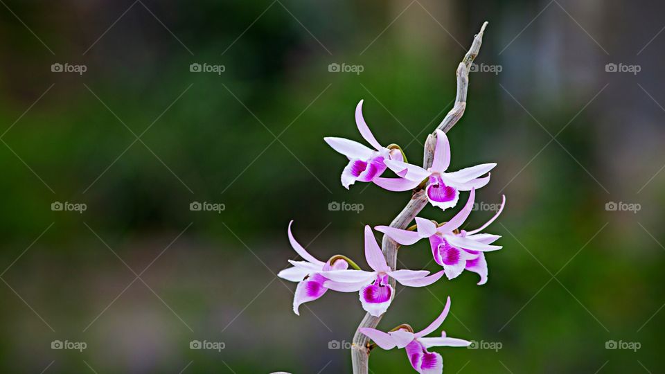 Orquídeas -
Lélia Púrpura (Laelia Purpurata) ou  Cattleya purpurata