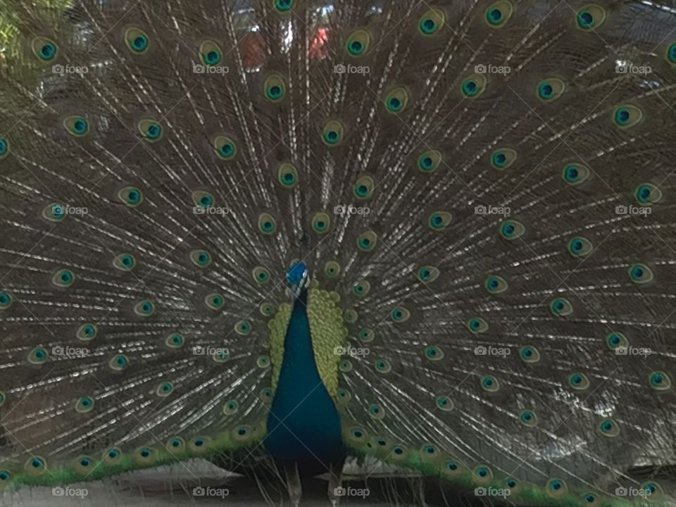 Peacock, Feather, Bird, Peafowl, Exhibition