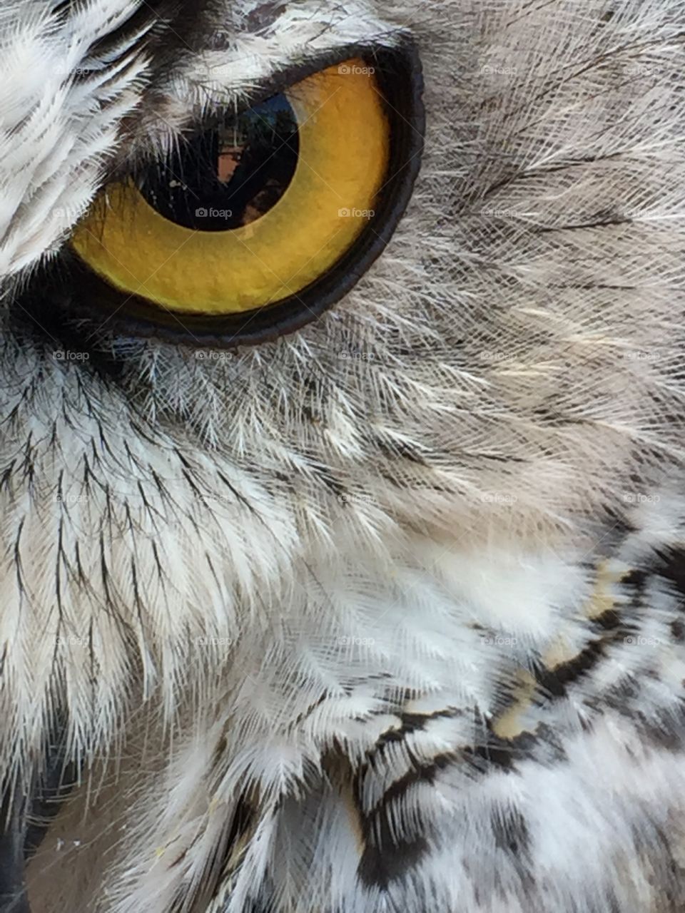 Owl see