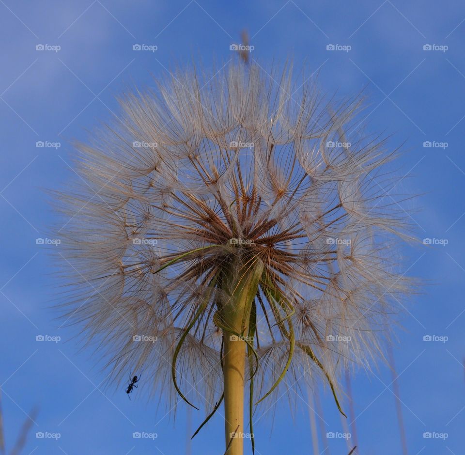 dandelion