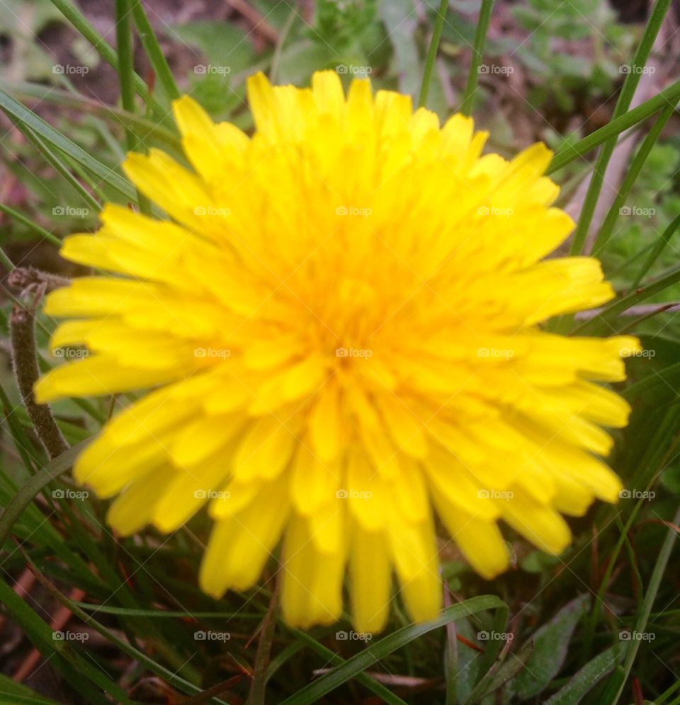 Dandelion 