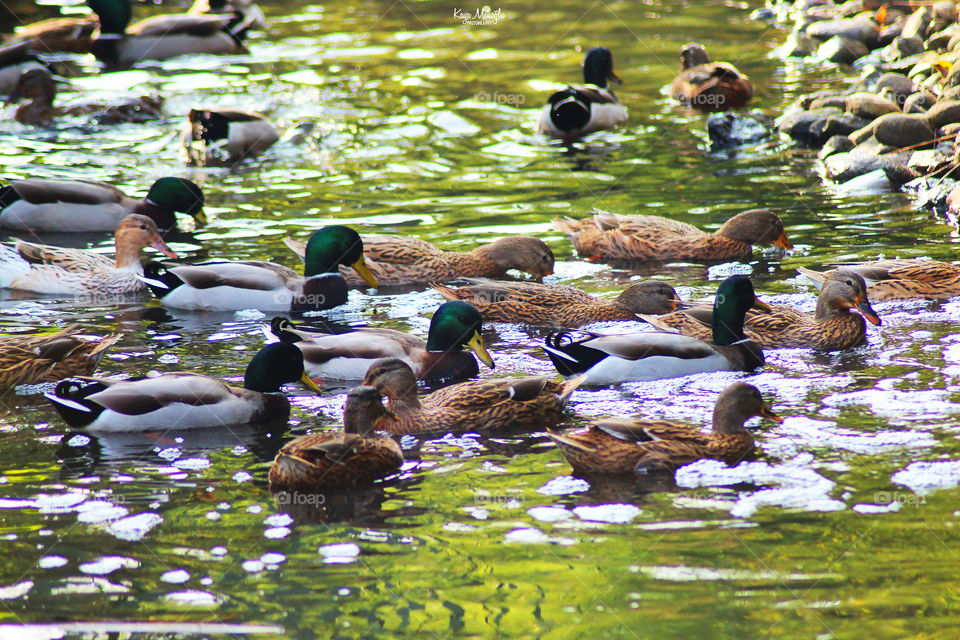 The Mallards