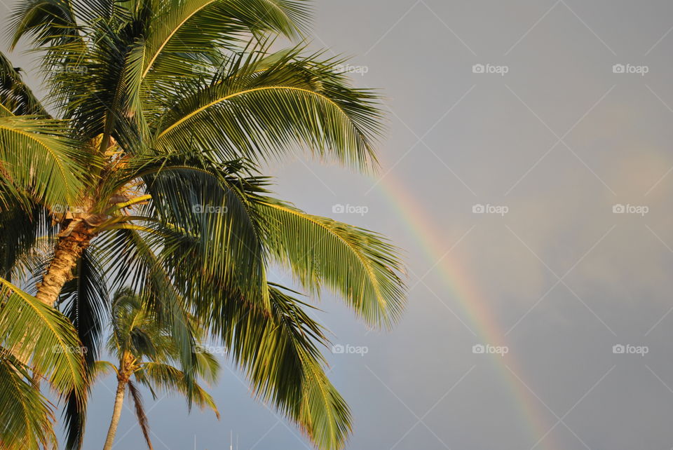 Rainbow palms