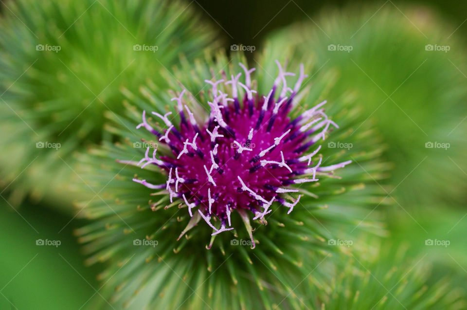 green nature flower macro by jessyblue
