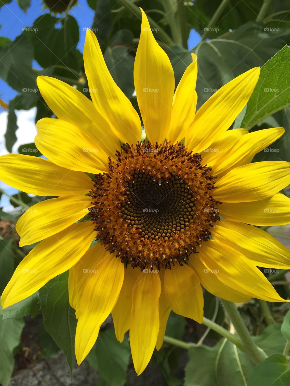 Sunflower on field