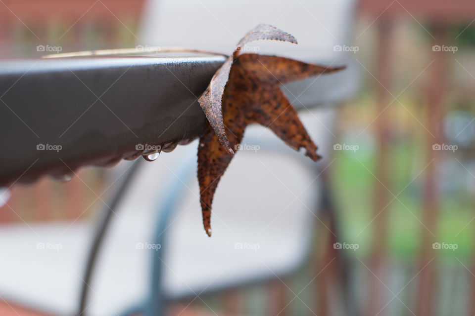 Fallen leaf rainy day