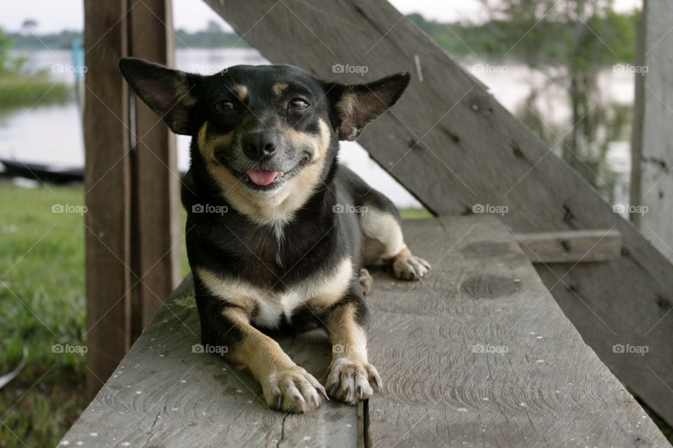 Dog sitting on wooden plank