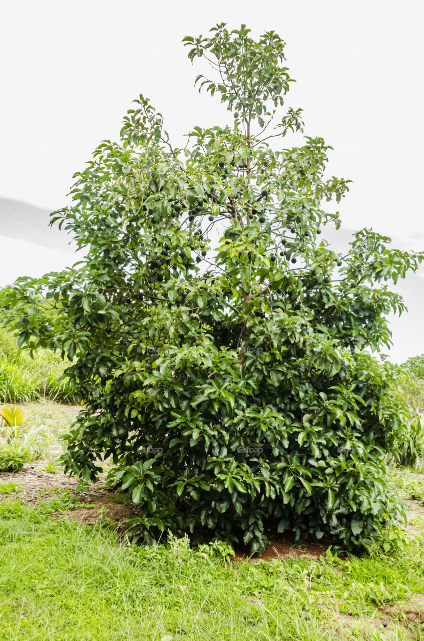 Avocado Pear Tree
