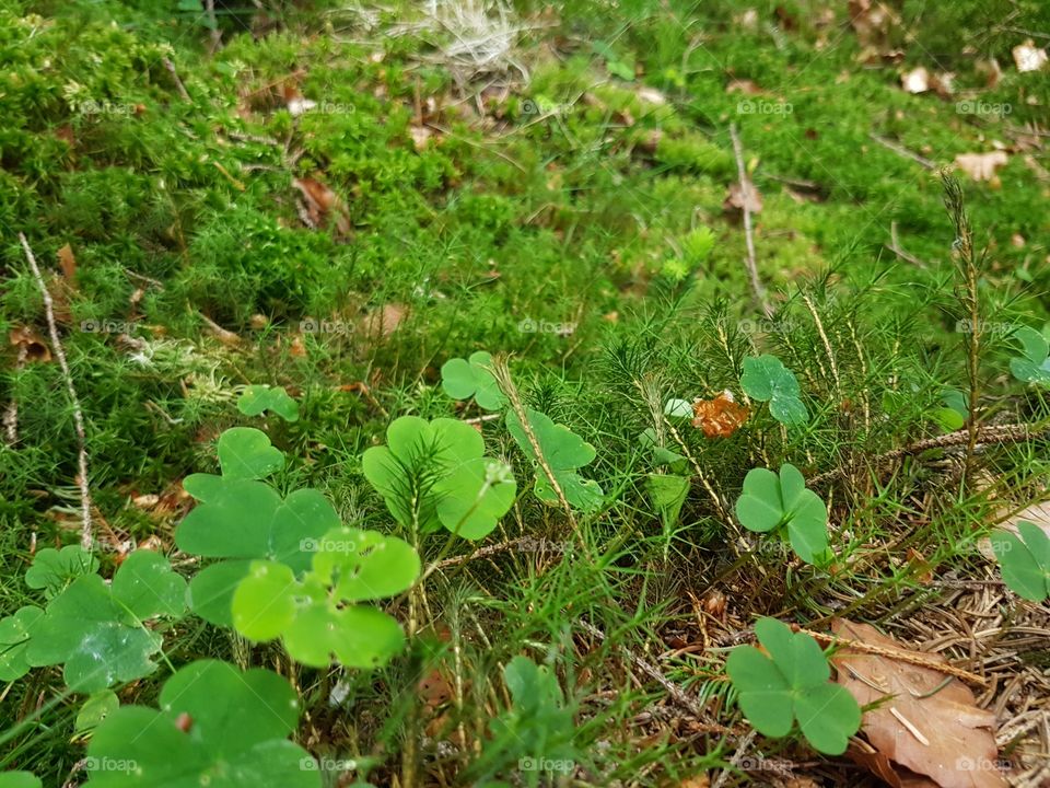 Leaf, Nature, Clover, Wood, Flora