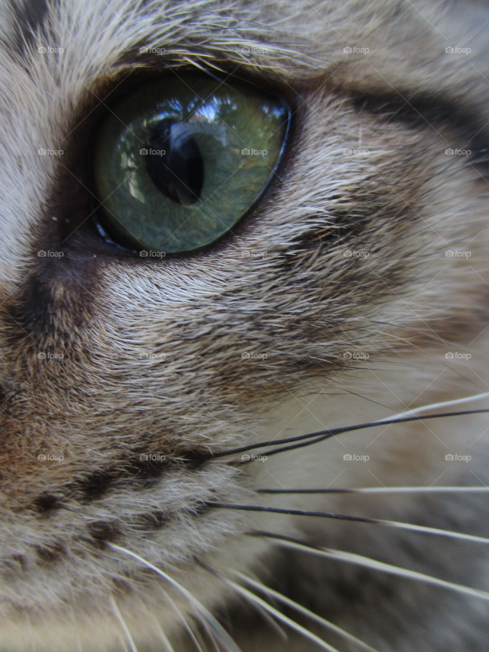 Extreme close-up of cat