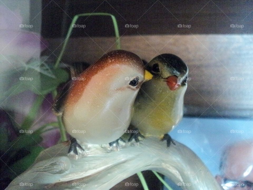 This two birds want to tell the people in their surly voice in the morning that we both love very much.