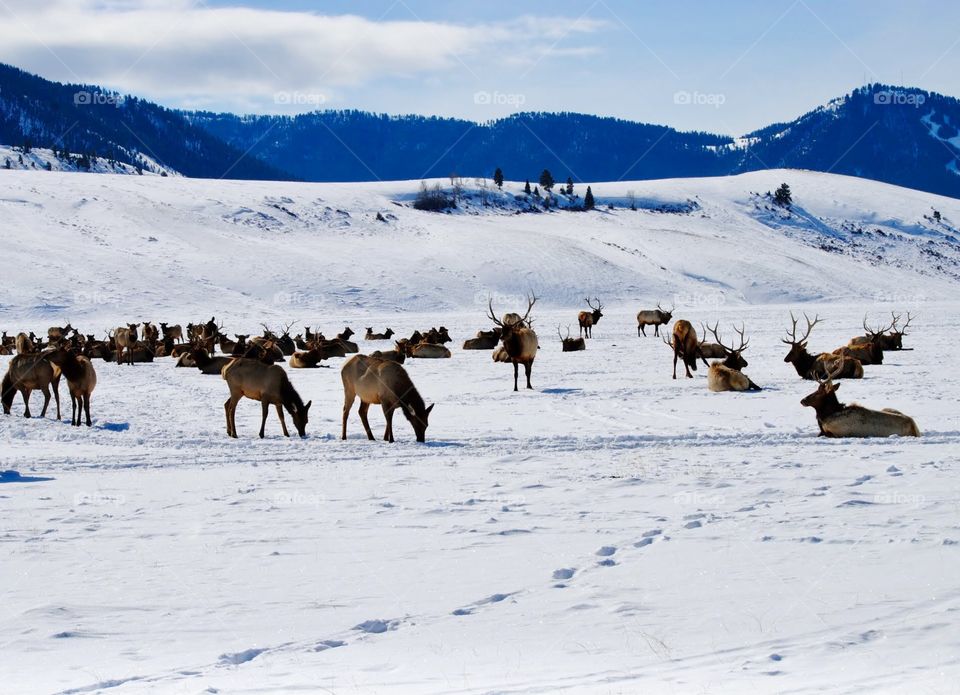 Visit to the Elk Refuge in Jackson Hole