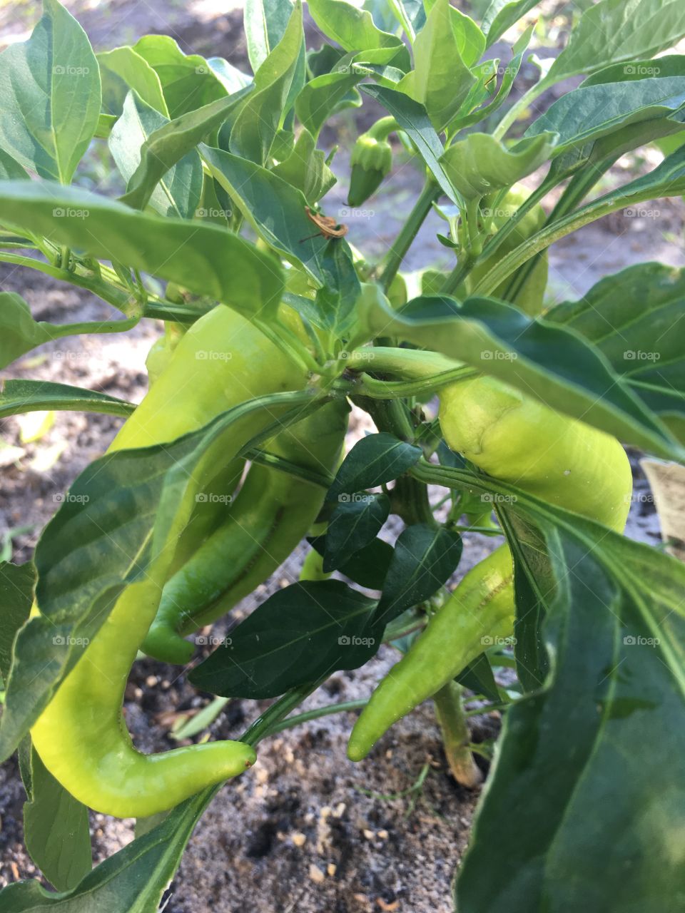 Peppers are growing in the garden 