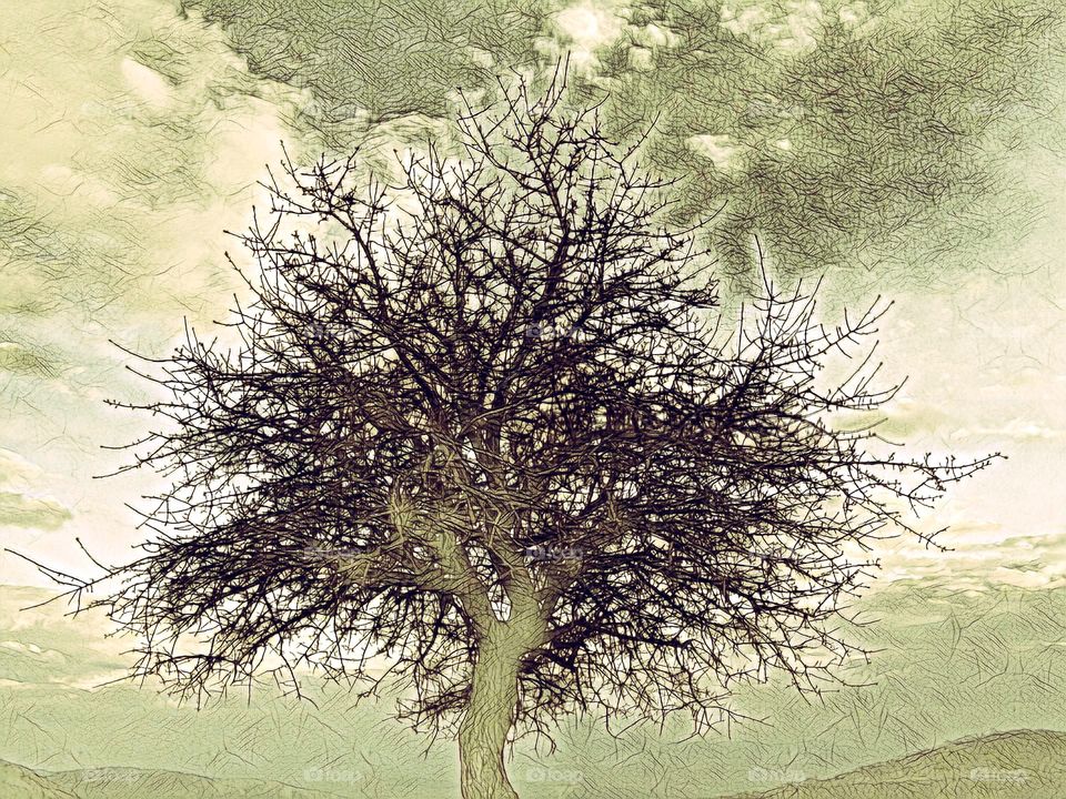 tree 'drawing'