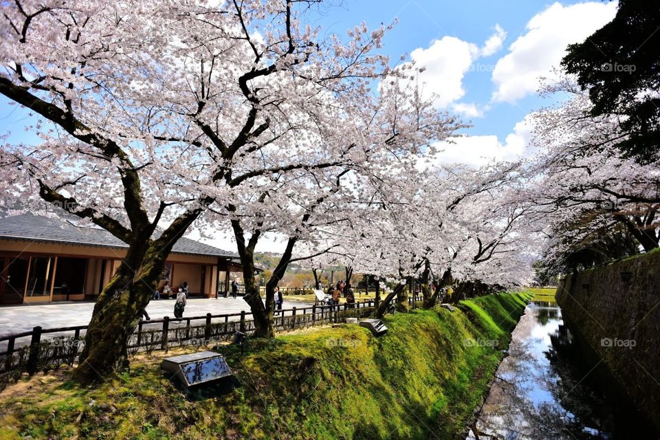 Sakura in kanazawa