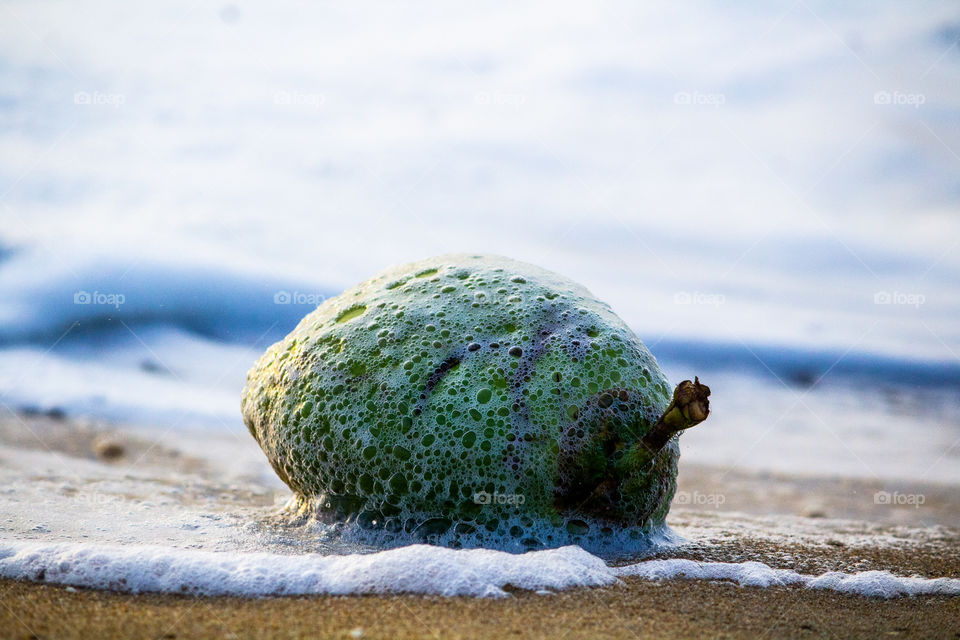 A story of a coconut which going to start a new island #summer Additionally after this shot my dslr immersed in sea water..  I'm very much worrying #sad