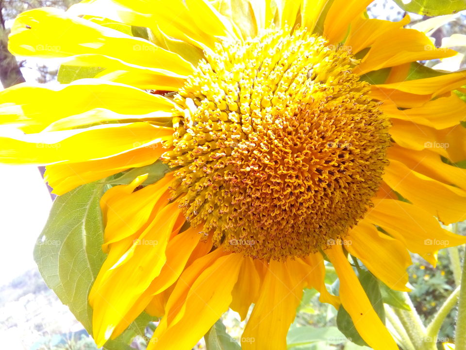 sunflower capital