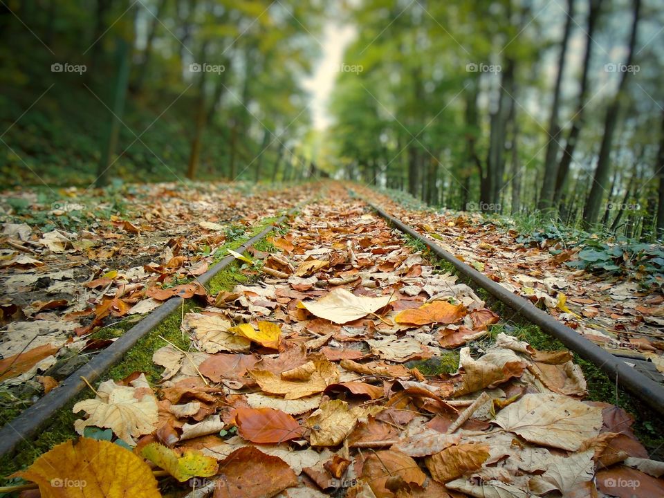 Brown and yellow leaves fallen on train tracks