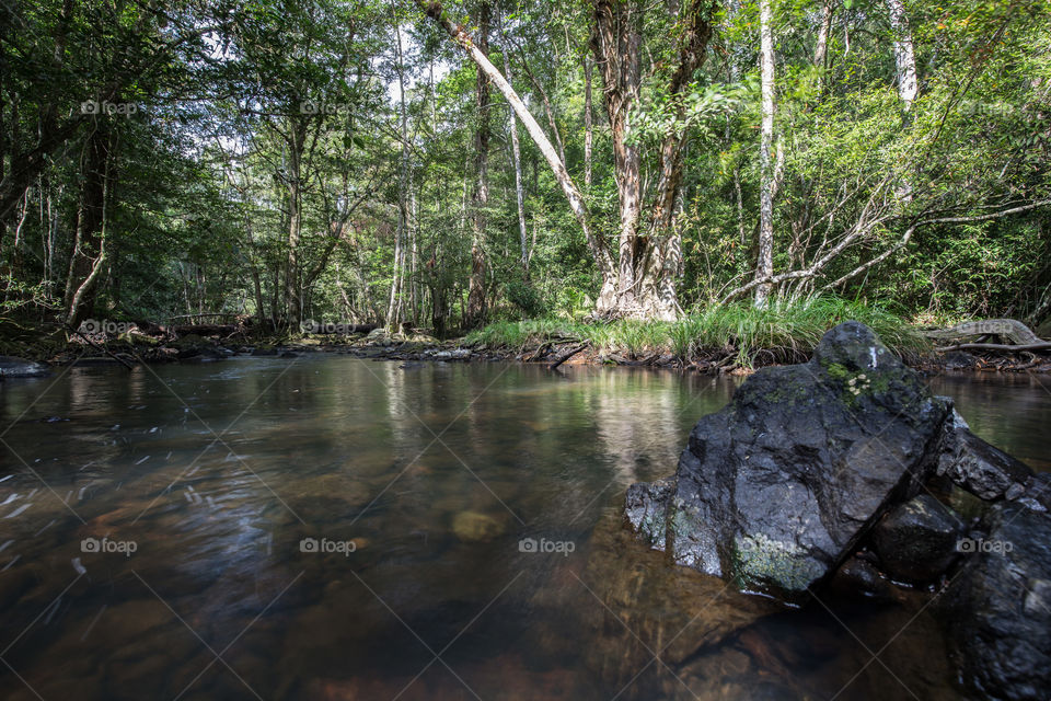 Pond in the forest 