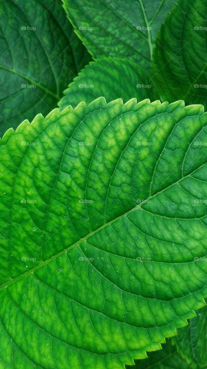 Green leaf macro shooting