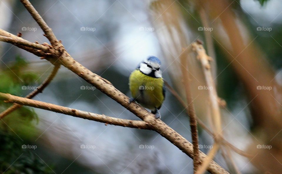 blue tit