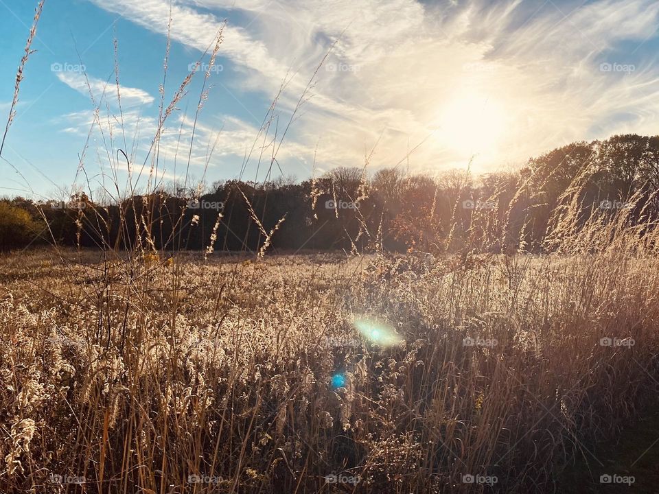 Early evening stroll through the tall grasses of a meadow 