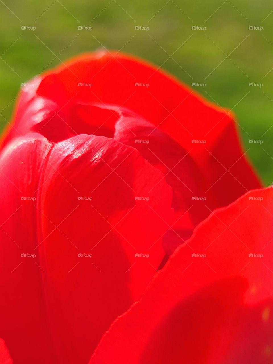 red ,sun-kissed tuli petals