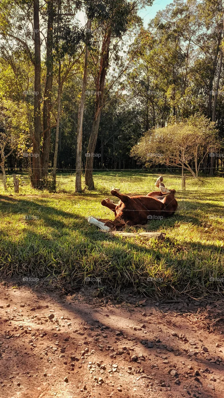 Horse  rolling in pasture