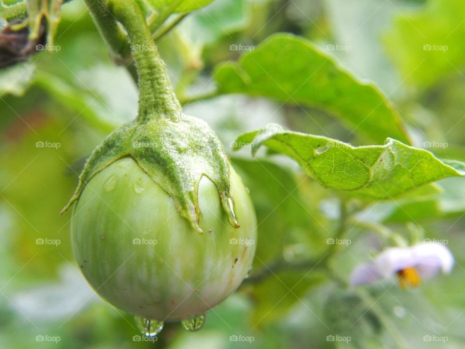 Fresh green eggplant