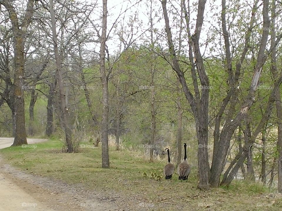 Goose family 