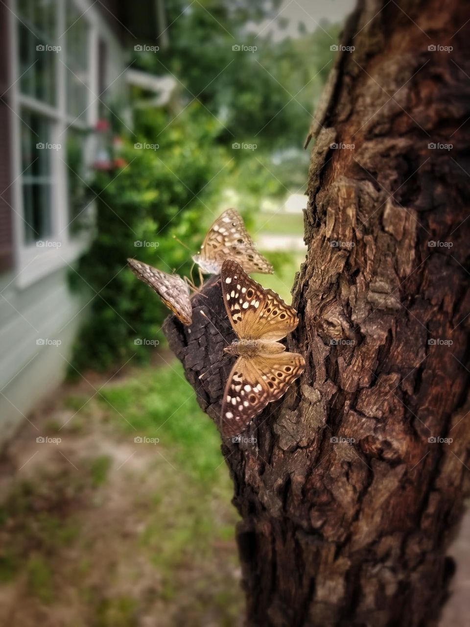 Butterflies on a Tree