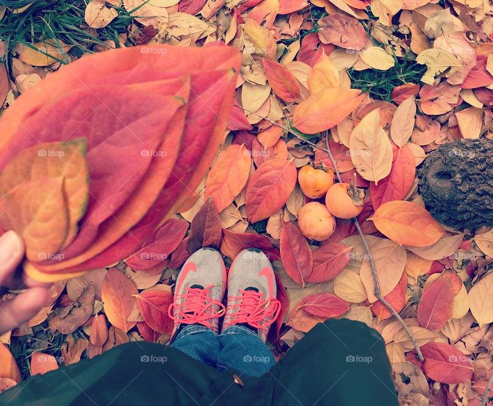 Me+leaves+ persimmon