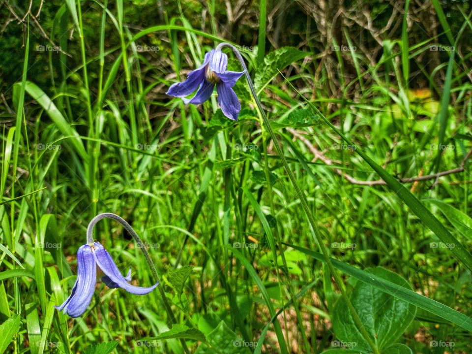 clematis tselnolistny is a species of flowering plants in the Clematis genus of the Buttercup family.