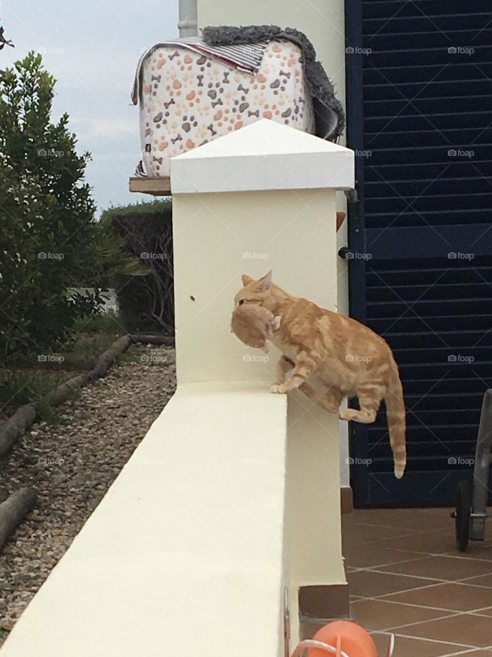 Mother cat jumping over fence with a kitten