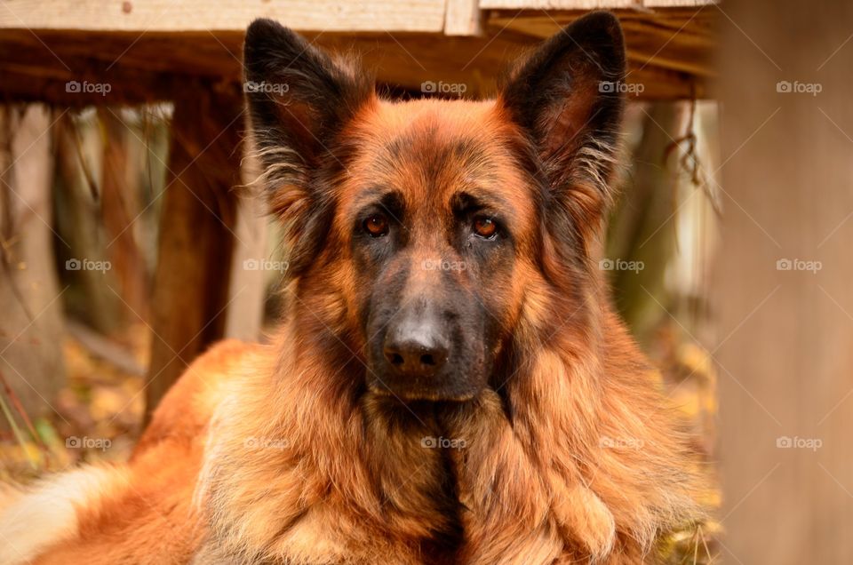 german shepherd