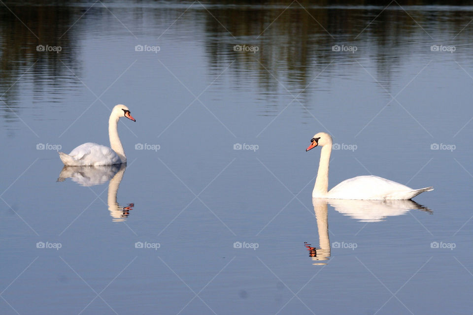 Pair of swans on Woolhampton lake