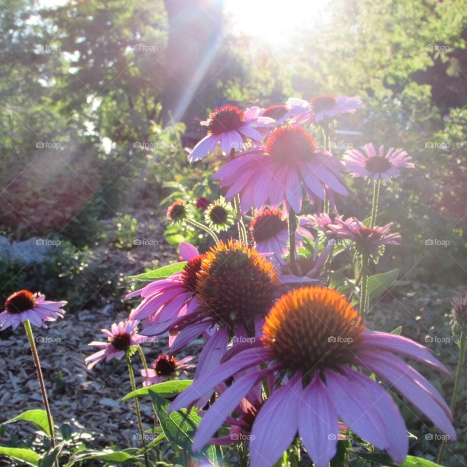 Flowers in the sunlight 
