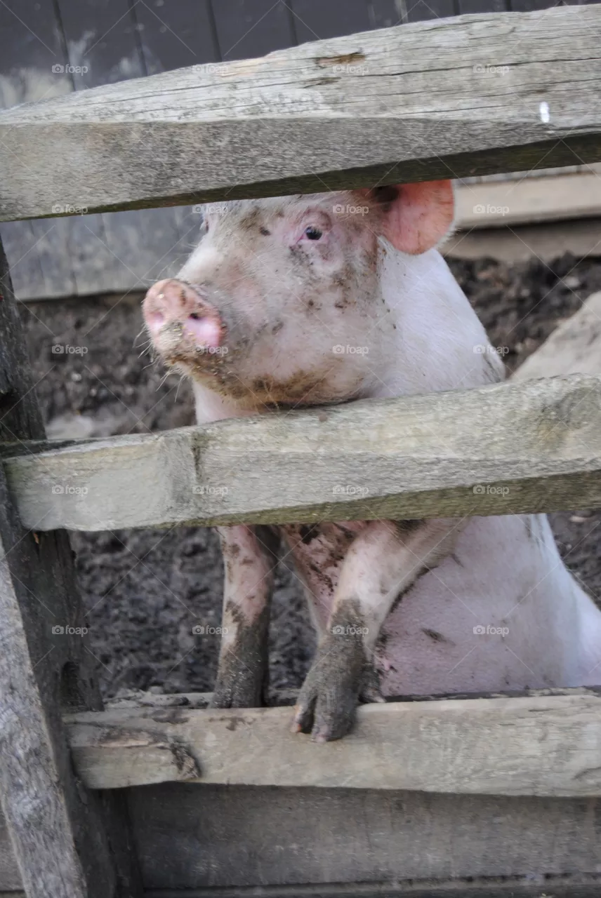 Pig