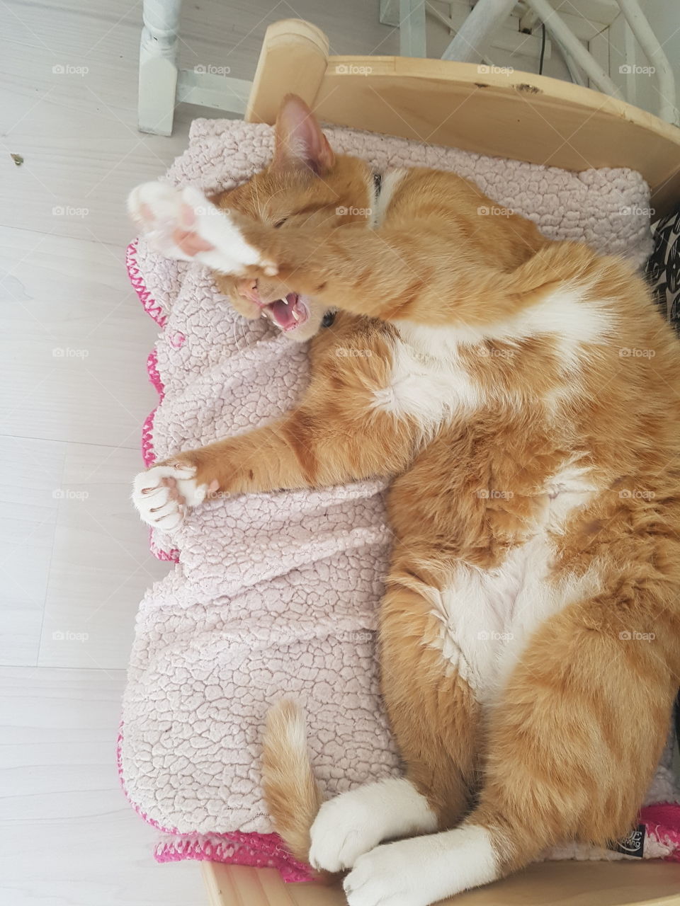 My red cat Sesam really enjoys his IKEA doll bed I got him when his brother from another mother passed. He usually enjoys getting his picture taken, but not today...