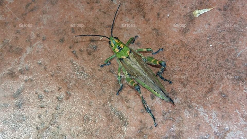 No Person, Nature, Invertebrate, Insect, Wildlife