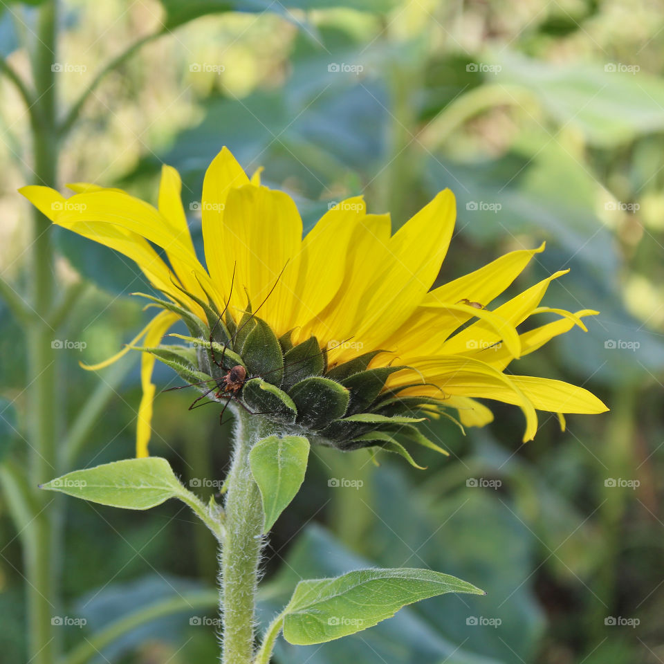 Gulf of Morbihan Brittany France