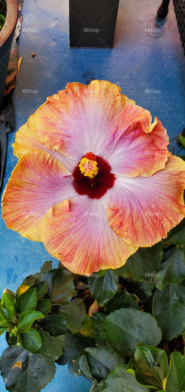 Fancy Hibiscus