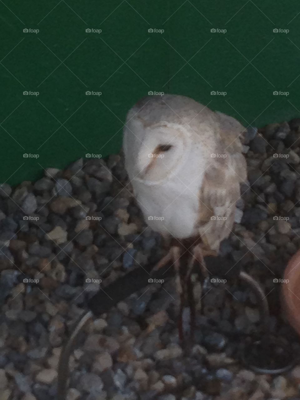 Barn owl on a perch