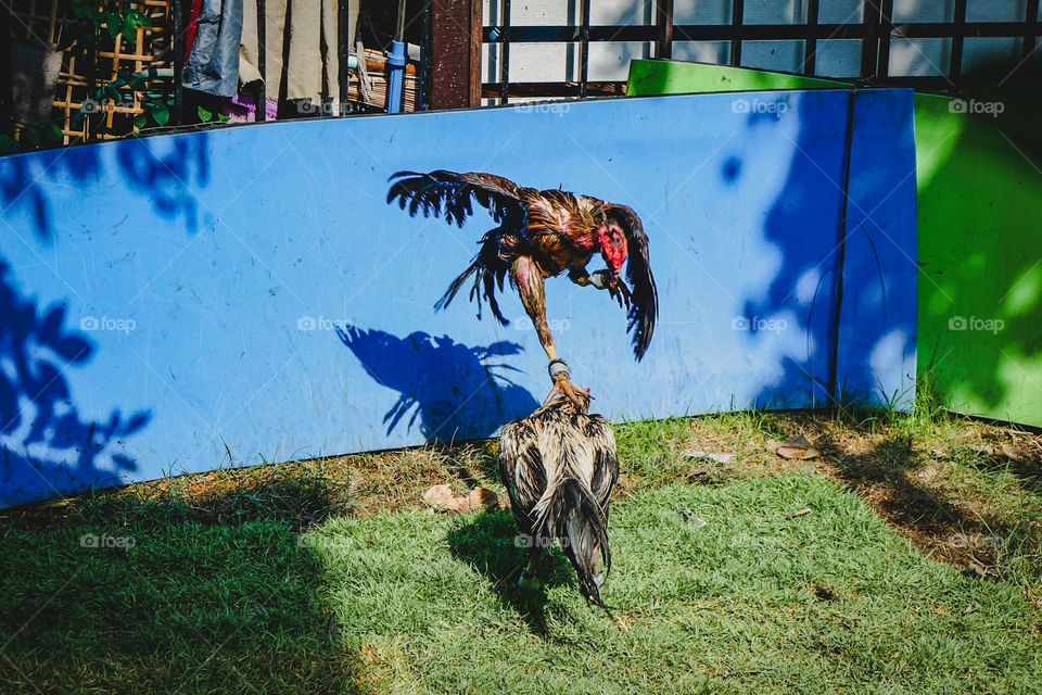 Thai Fighting Cock