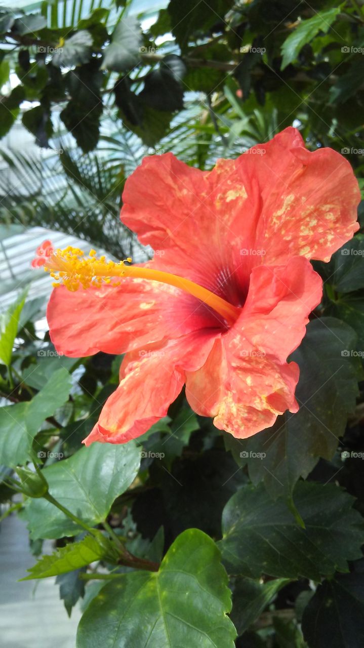 Orange hibiscus