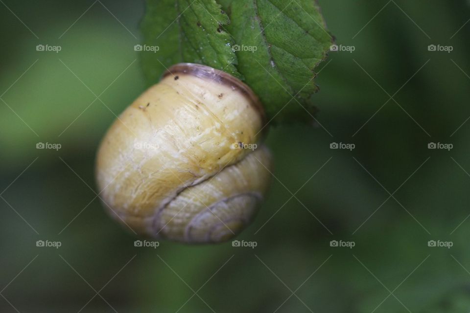 Landsnail hanging from branch leaf