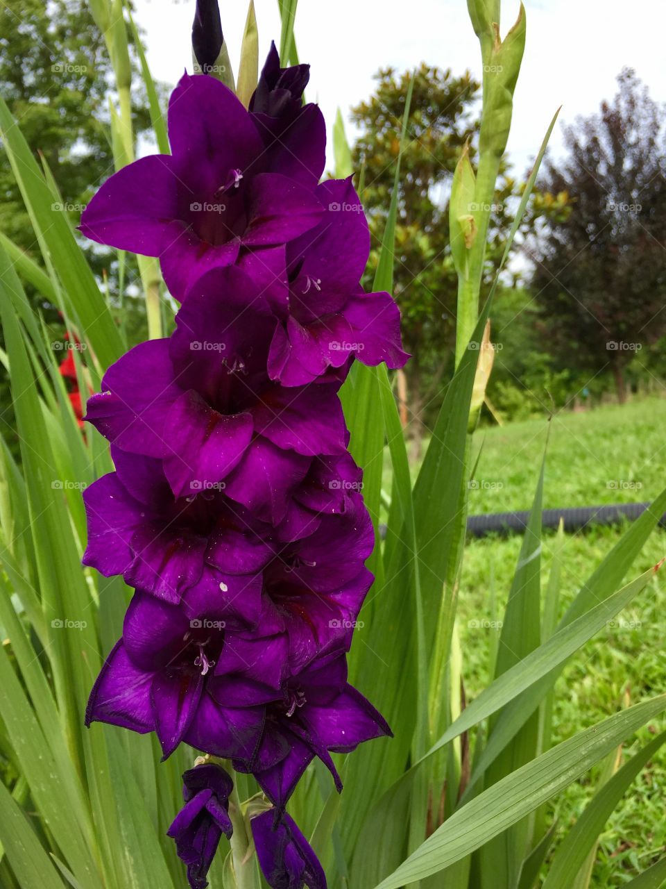 Dark purple gladiolus flower