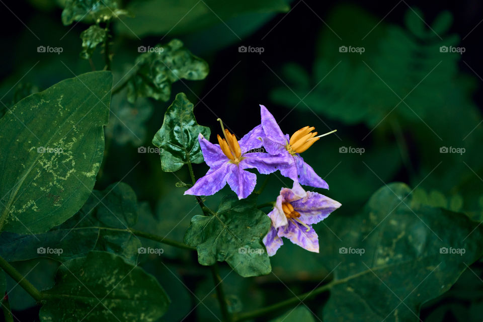 Floral photography  - solanum  trilobatum