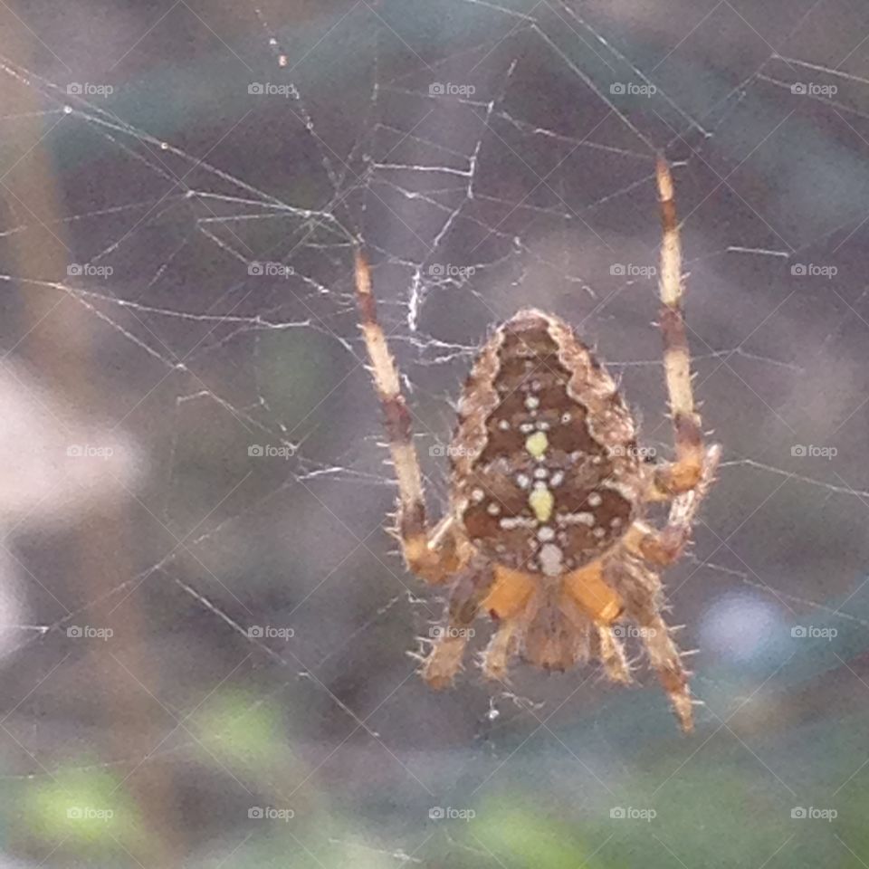 Spider legs . Creepy but lovely markings not my  thing but love the markings